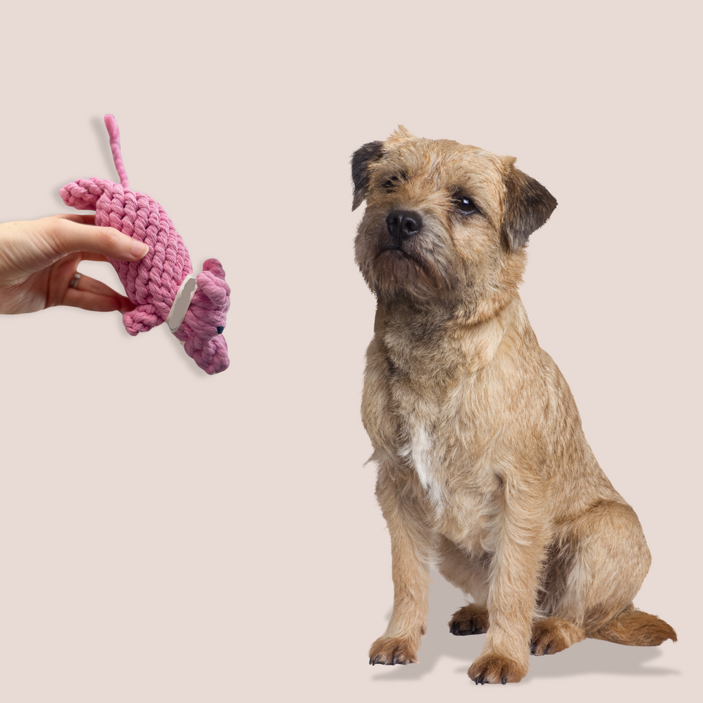 Piggy Pink Rope Dog Toy
