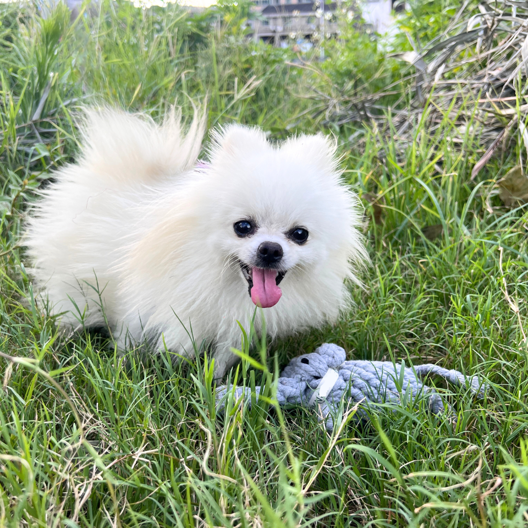 Ella the Elephant Rope Toy